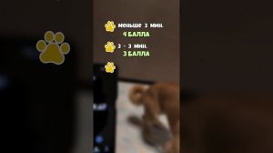 Как понять, что моя собака не тупая❓