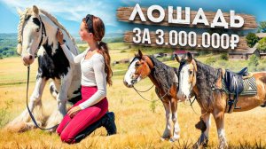 Куда сходить в Екатеринбурге? Конное хозяйство Smolla Horses