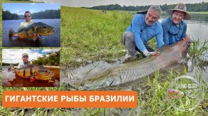 Гигантские рыбы Бразилии