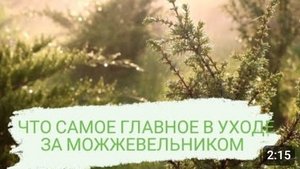 ЧТО САМОЕ ГЛАВНОЕ В УХОДЕ ЗА МОЖЖЕВЕЛЬНИКОМ.