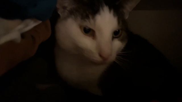 Sad? look at my cat! laughing guarenteed! {did you know cats watch sport?)