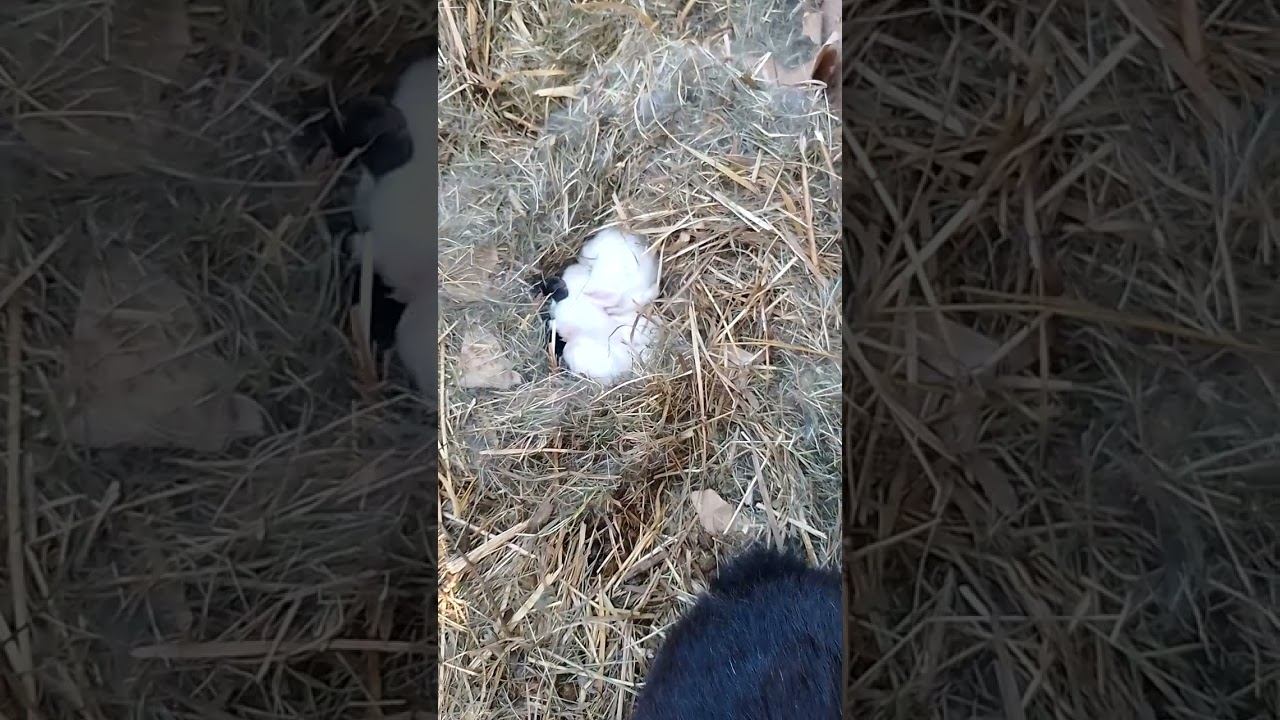 Кролики. Мои. #кролик# rabbitfood #bunny #rabbitry #animals #rabbitfarming #cute #farming #rabbit