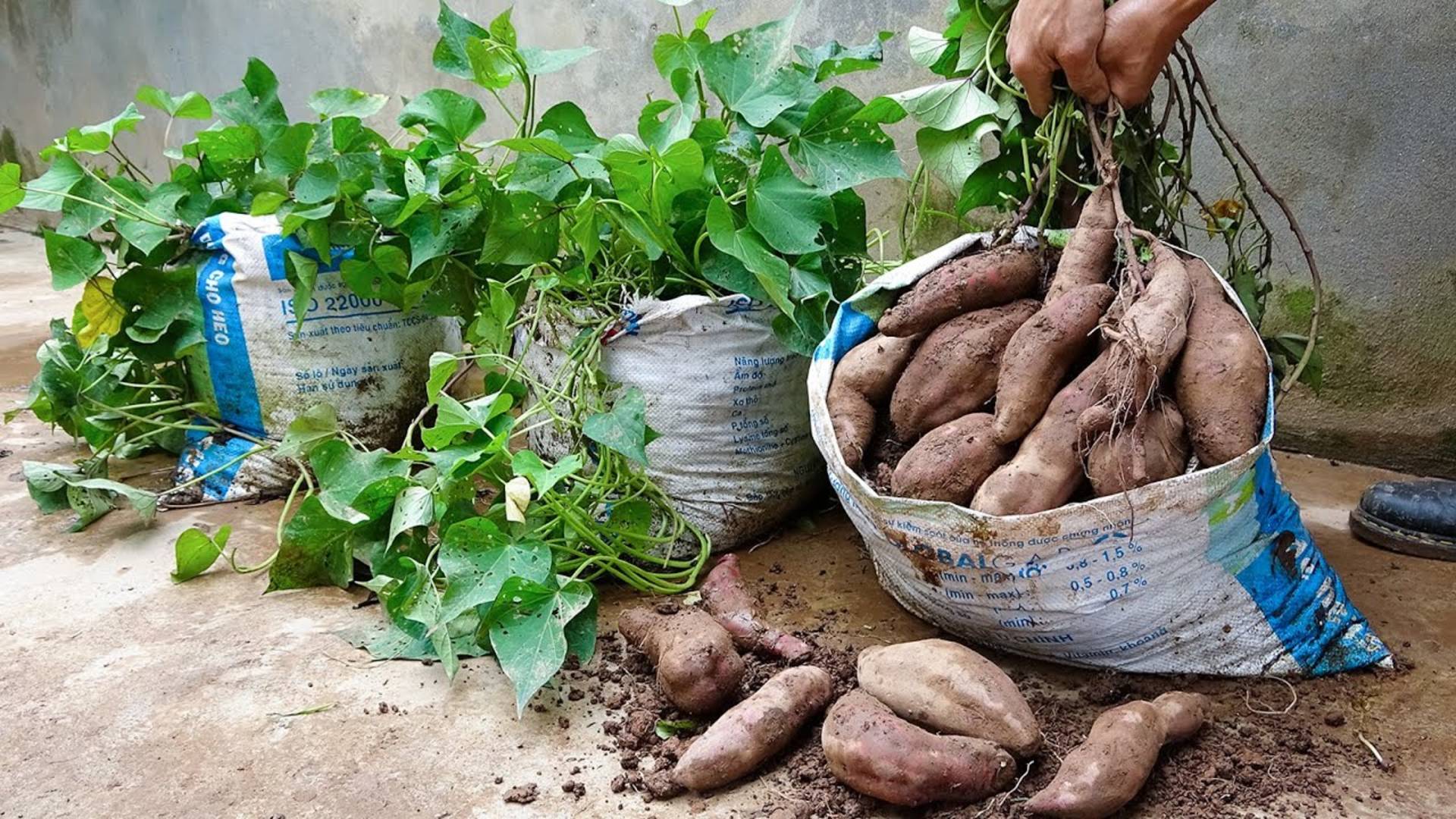 Советы по выращиванию сладкого картофеля из клубней для получения очень высокого урожая