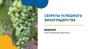 Секреты успешного виноградарства