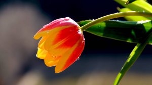 🌷 ВЕСЕННЯЯ ОЧЕНЬ КРАСИВАЯ МУЗЫКА ДЛЯ ДУШИ 🎵 УСПОКАИВАЮЩАЯ РЕЛАКС МУЗЫКА ДЛЯ СНА И ЗВУКИ ПРИРОДЫ