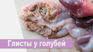 Глисты у голубей