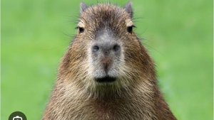 Играю в слеп батл (Моё первое видео)