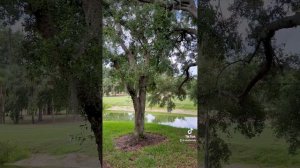 Американский дуб