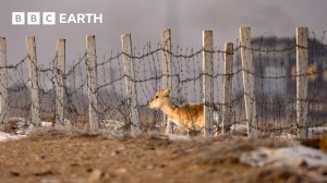 BBC Earth: Газель Рискует Жизнью, Пересекая Эту Железную Дорогу | Азия