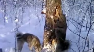 Работа по кунице.ЛЗС Инга 5669/15.Обучение молодой лайки.