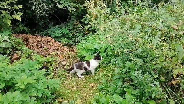 Домашний приют. Прошла большая собака. смотреть онлайн