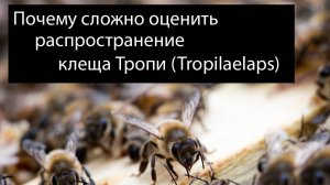 "Скрытая угроза": Почему сложно оценить распространение клеща Тропи (Tropilaelaps)