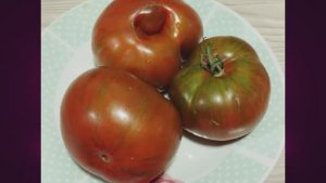 ТОМАТЫ, созревшие первыми в сезоне 2024 года. г. Киров