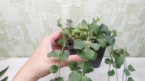 Hoya kanyakumariana. Продажа.