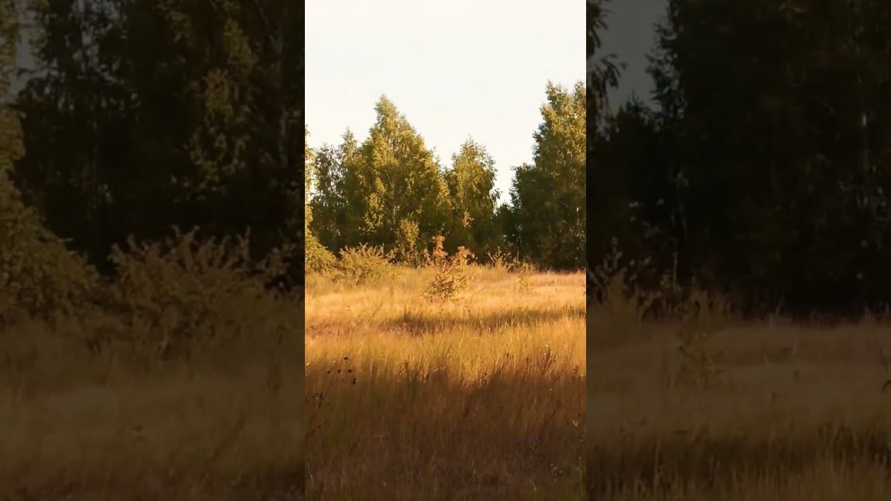 Жизнь живёт мир #осознание #nature #природа #мир #жизнь #love