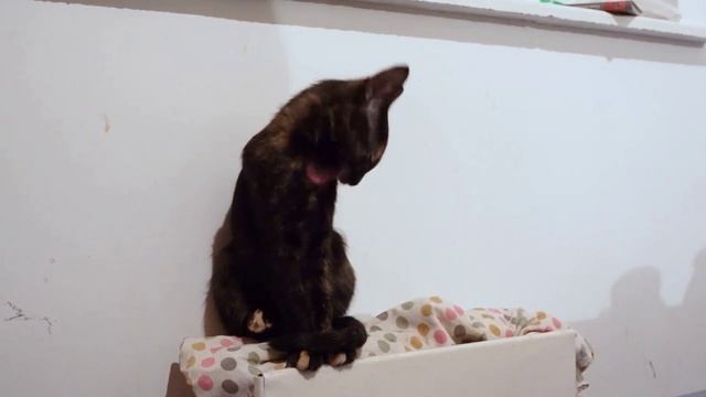 котенок