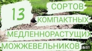 13 СОРТОВ КОМПАКТНЫХ МЕДЛЕННОРАСТУЩИХ МОЖЖЕВЕЛЬНИКОВ В МОЖЖЕВЕЛОВОМ САДУ 22.05.2023г.