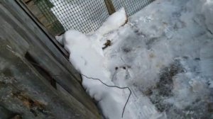 Вольер для кур зимой  Выпустили кур  Часть 1