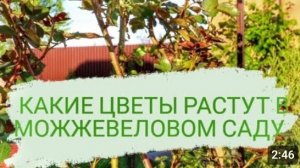 КАКИЕ ЦВЕТЫ РАСТУТ В МОЖЖЕВЕЛОВОМ САДУ. 13.05.2023г.