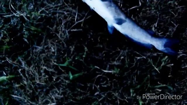 シエラと伴にアメリカナマズ釣り　そろそろ、小物も欲しいなぁ