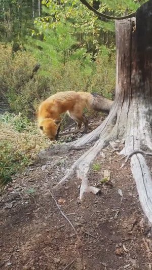 лиса лУна на прогулке