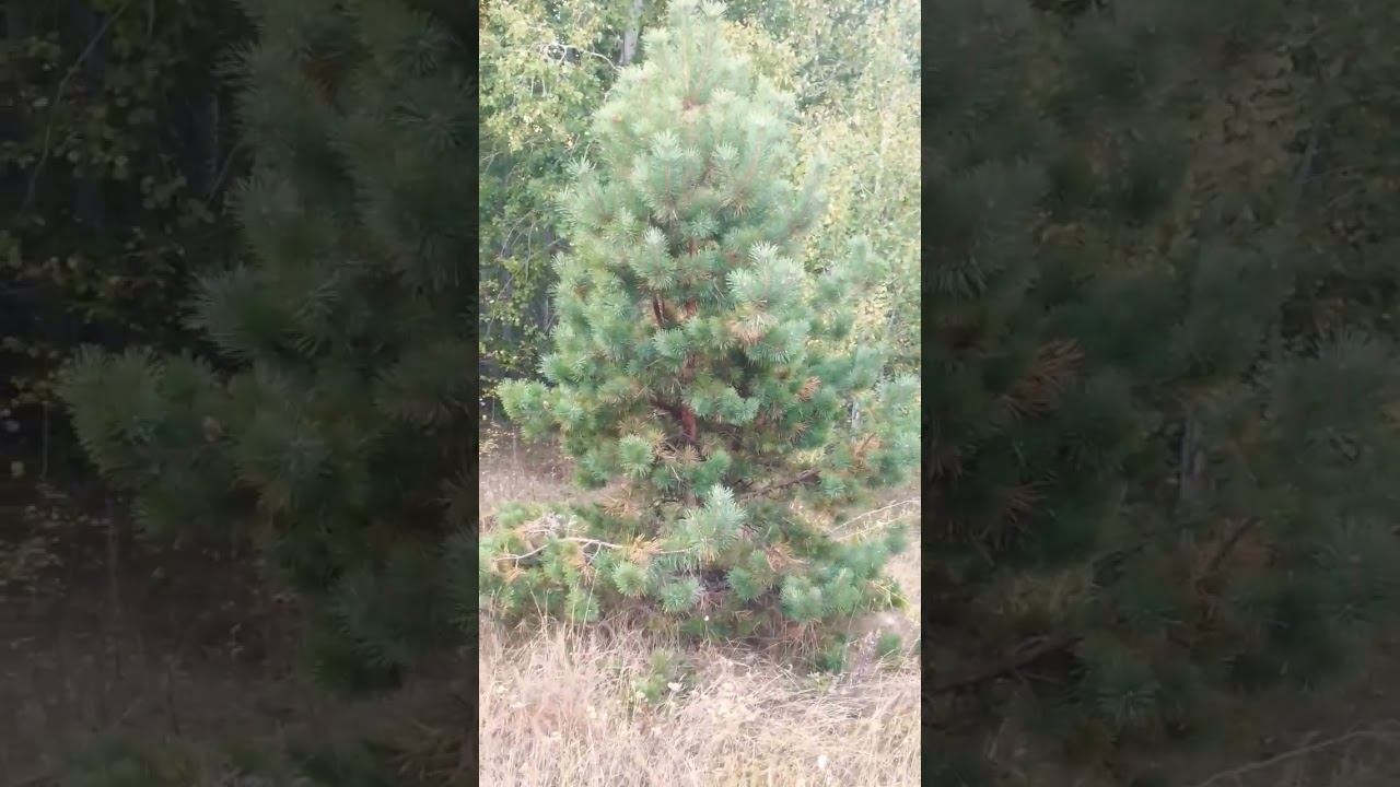 Просто жизнь #осознание #nature #природа #мир #лето #love #жизнь