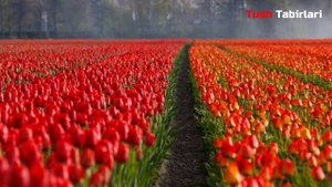 Туш табири - Тушда Лола куриш