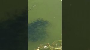 Нашествие канального сомика