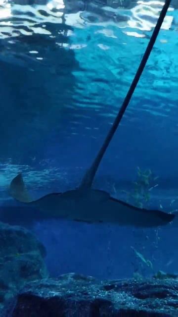 สัตว์โลกใต้น้ำฉลามเเละปลากระเบน #ปลาฉลาม #ปลากระเบนยักษ์#สัตว์ทะเล смотреть онлайн