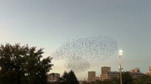 Волшебные осенние вечера: синхронный танец птиц в небе Москвы