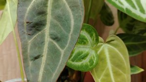 Новинки 11.02.25 антуриумы. Зелёный ЖЕМЧУГ!!! АССОЦИАЦИЯ ПРИ ВИДЕ ПЕРЛАМУТРОВЫХ ЛИСТИКОВ)