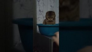 Шотландская вислоухая кошка Василиса залезла в таз сегодня