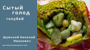 Сытый голод голубей