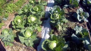 30 08 2018г капуста сорт Малахит ранняя.