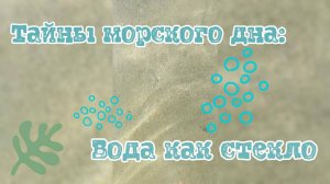 Тайны морского дна: Вода как стекло 🪸🌊🦪