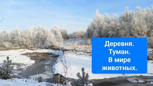 Деревня. Туман. В мире животных.