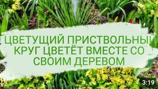ЦВЕТУЩИЙ ПРИСТВОЛЬНЫЙ КРУГ ЦВЕТЁТ ВМЕСТЕ СО СВОИМ ДЕРЕВОМ. 10.05.2023г.