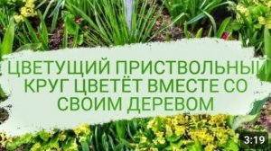 ЦВЕТУЩИЙ ПРИСТВОЛЬНЫЙ КРУГ ЦВЕТЁТ ВМЕСТЕ СО СВОИМ ДЕРЕВОМ. 10.05.2023г.