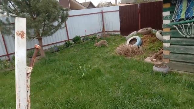 отправил крольчиху на вольные хлеба. смотреть онлайн