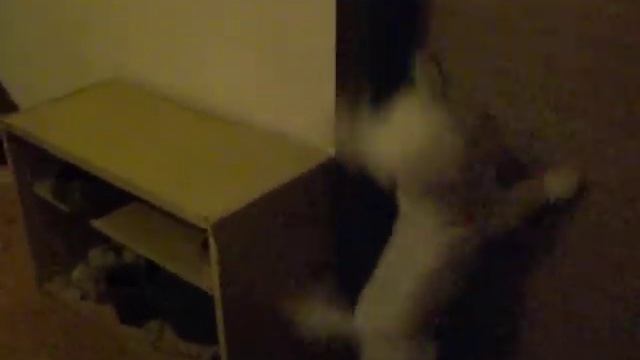 Můj pes zabiják смотреть онлайн