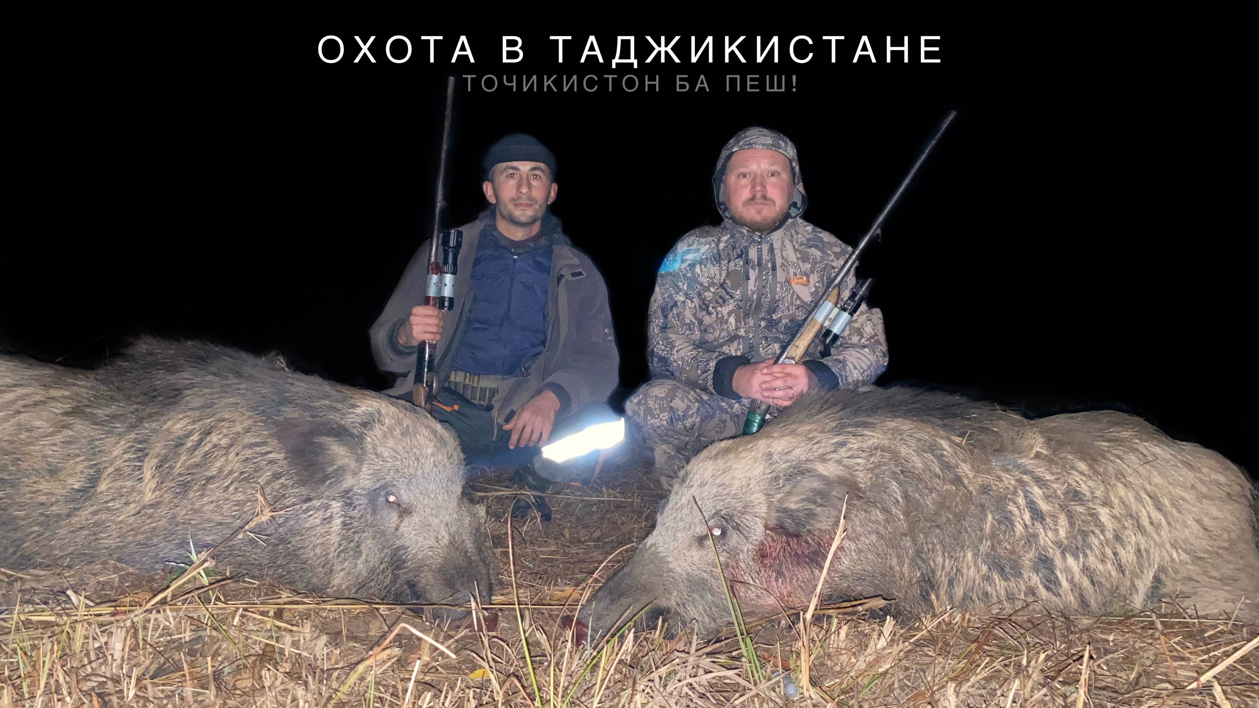 Столько кабанов я еще не видел!!! Ночная охота на кабана в Таджикистане. смотреть онлайн