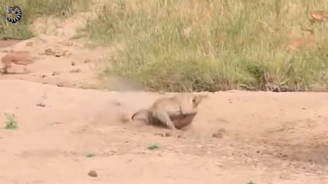 ЭТА СТАЯ СДЕЛАЛА НЕВОЗМОЖНОЕ - Они ОТБИЛИ от СТАДА ЗДОРОВУЮ САМКУ . ХИЩНИКИ против БУЙВОЛОВ