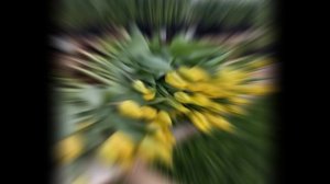 выгонка тюльпанов