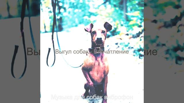 Звуки (Дрессировка собак) смотреть онлайн