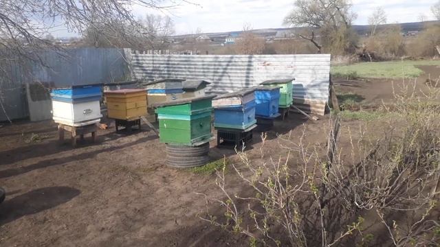 Пчеловодство 2022 года. Необходимые работы в непогоду. смотреть онлайн