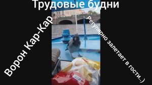 Ворон Кар-Кар