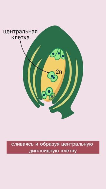 мегаспорогенез  #биологияегэ #егэ #ботаника #биология