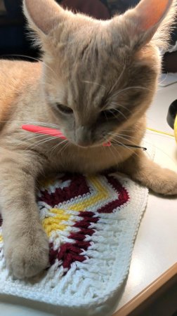 Мой сумасшедший кот😂 #crochet #cat #knitting