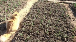 Рыжик на прогулке 2018г.