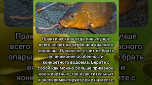 РЫБПЛКА НА ЛИНЯ, ГДЕ ИСКАТЬ! А ТЫ ЛОВИЛ ЛИНЯ